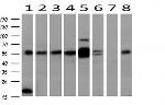 MAPK4 Antibody in Western Blot (WB)