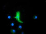 MAPK7 Antibody in Immunocytochemistry (ICC/IF)