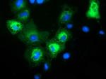 MAPK7 Antibody in Immunocytochemistry (ICC/IF)