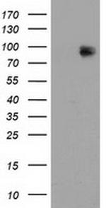 MAPK7 Antibody in Western Blot (WB)