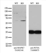 MAPK7 Antibody in Western Blot (WB)