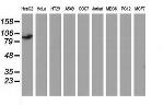 MAPK7 Antibody in Western Blot (WB)