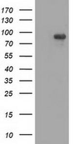 MAPK7 Antibody in Western Blot (WB)