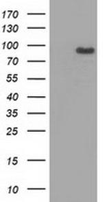 MAPK7 Antibody in Western Blot (WB)