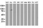 MAPK7 Antibody in Western Blot (WB)