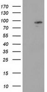 MAPK7 Antibody in Western Blot (WB)