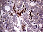 MAPK8IP1 Antibody in Immunohistochemistry (Paraffin) (IHC (P))