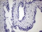 MAPK8IP1 Antibody in Immunohistochemistry (Paraffin) (IHC (P))