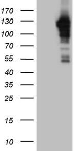 MAPK8IP1 Antibody in Western Blot (WB)