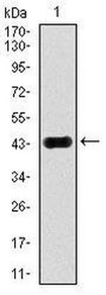 JNK1 Antibody in Western Blot (WB)