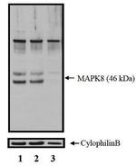 p38 MAPK alpha Antibody in Western Blot (WB)