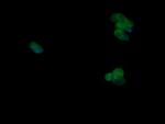 MAPK9 Antibody in Immunocytochemistry (ICC/IF)
