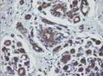 MAPK9 Antibody in Immunohistochemistry (Paraffin) (IHC (P))