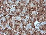 MAPK9 Antibody in Immunohistochemistry (Paraffin) (IHC (P))