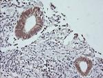 MAPK9 Antibody in Immunohistochemistry (Paraffin) (IHC (P))