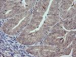 MAPK9 Antibody in Immunohistochemistry (Paraffin) (IHC (P))