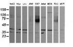 MAPK9 Antibody in Western Blot (WB)