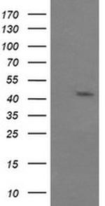 MAPK9 Antibody in Western Blot (WB)