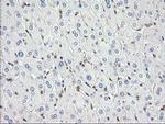 EB2 (MAPRE2) Antibody in Immunohistochemistry (Paraffin) (IHC (P))