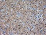 EB2 (MAPRE2) Antibody in Immunohistochemistry (Paraffin) (IHC (P))