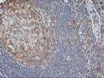 EB2 (MAPRE2) Antibody in Immunohistochemistry (Paraffin) (IHC (P))