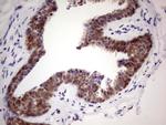 MARK3 Antibody in Immunohistochemistry (Paraffin) (IHC (P))