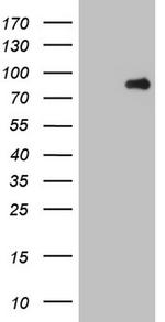 MARK3 Antibody in Western Blot (WB)