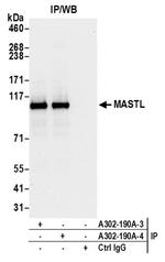 MASTL Antibody in Western Blot (WB)