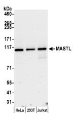 MASTL Antibody in Western Blot (WB)