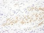 MASTL Antibody in Immunohistochemistry (IHC)