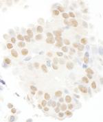 MASTL Antibody in Immunohistochemistry (IHC)