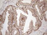 MAVS Antibody in Immunohistochemistry (Paraffin) (IHC (P))