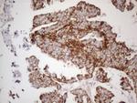 MAVS Antibody in Immunohistochemistry (Paraffin) (IHC (P))