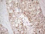 MAVS Antibody in Immunohistochemistry (Paraffin) (IHC (P))