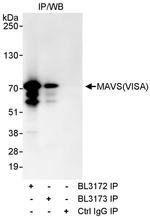 MAVS/VISA Antibody in Immunoprecipitation (IP)