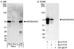 MAVS/VISA Antibody in Western Blot (WB)