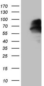 MAVS Antibody in Western Blot (WB)