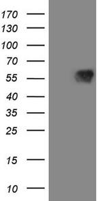 MAVS Antibody in Western Blot (WB)