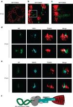 MAVS Antibody in Immunocytochemistry (ICC/IF)