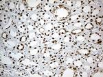 MBD1 Antibody in Immunohistochemistry (Paraffin) (IHC (P))