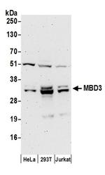 MBD3 Antibody in Western Blot (WB)