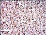 MBP Antibody in Immunohistochemistry (Paraffin) (IHC (P))