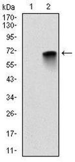 MBP Antibody in Western Blot (WB)