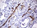 MCAM Antibody in Immunohistochemistry (Paraffin) (IHC (P))