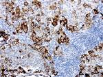 MCAM Antibody in Immunohistochemistry (Paraffin) (IHC (P))