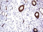 MCAM Antibody in Immunohistochemistry (Paraffin) (IHC (P))