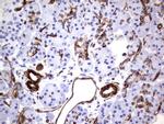 MCAM Antibody in Immunohistochemistry (Paraffin) (IHC (P))