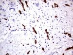 MCAM Antibody in Immunohistochemistry (Paraffin) (IHC (P))