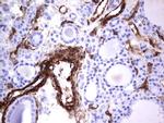 MCAM Antibody in Immunohistochemistry (Paraffin) (IHC (P))