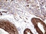 MCAM Antibody in Immunohistochemistry (Paraffin) (IHC (P))